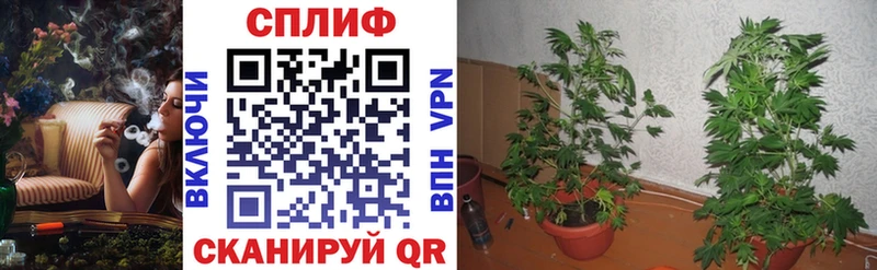 Каннабис семена Геленджик